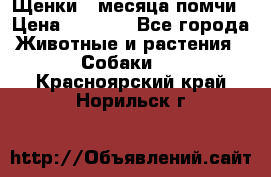 Щенки 4 месяца-помчи › Цена ­ 5 000 - Все города Животные и растения » Собаки   . Красноярский край,Норильск г.